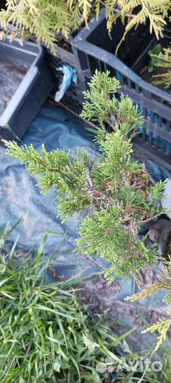 Можжевельник Блу чип и Олд голд