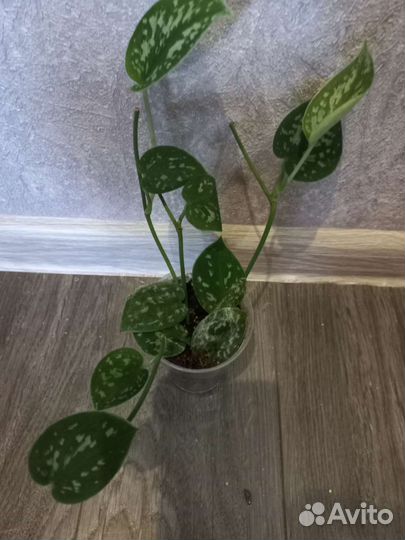 Кротон Пиктум спот