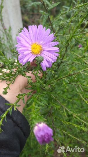 Садовые цветы