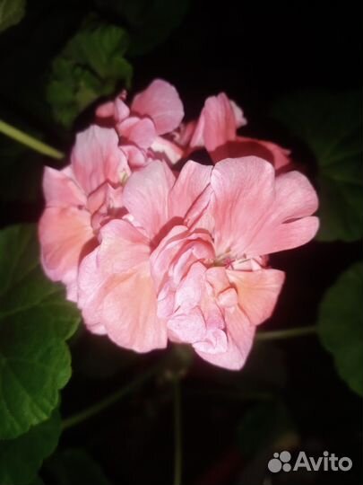 Пеларгония герань