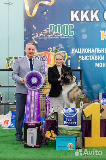 Хендлер, подготовка к выставкам