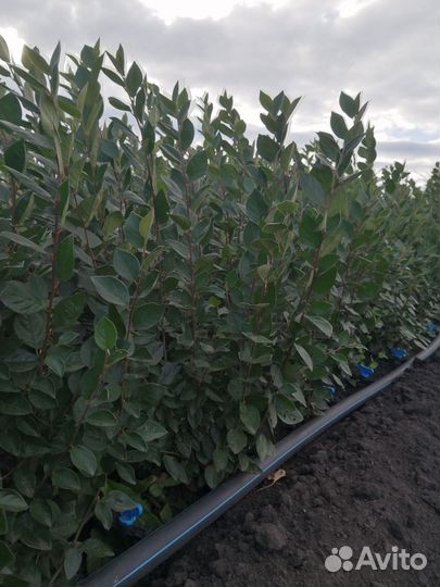 Кизильник блестящий