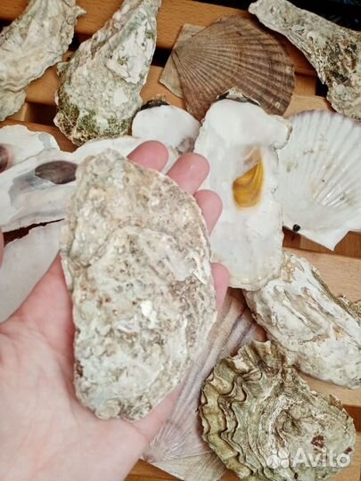 Морские ракушки раковины