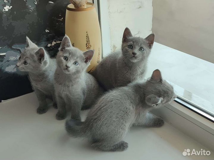 Русская голубая