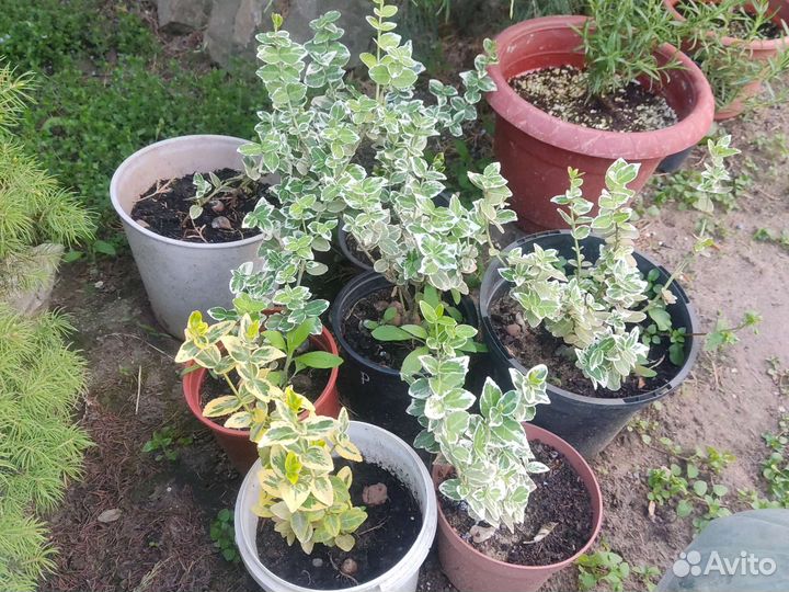 Самшит, Спирея, Бересклет Форчуна