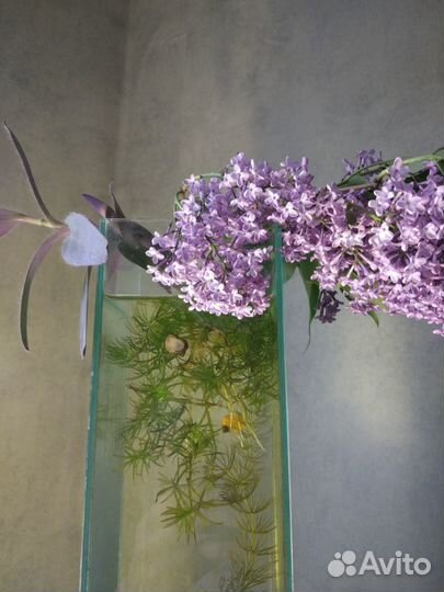 Ваза - аквариум