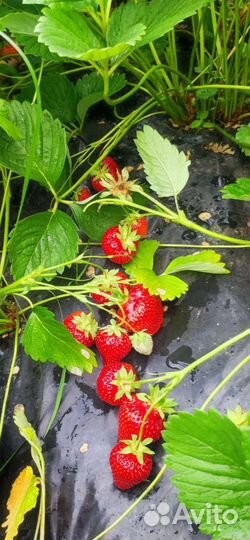 Рассада клубники