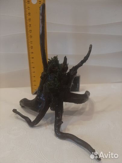 Коряжка,Лава,Растения