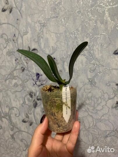 GW843 Phal. Liolin Sparrow Cat stem prop