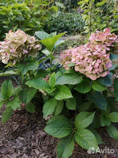 Гортензия крупнолистовая