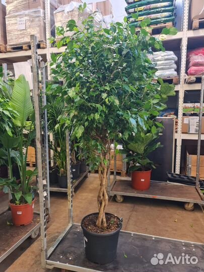 Фикус Бенджамина переплетенный ствол