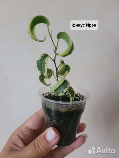 Сортовые фикусы