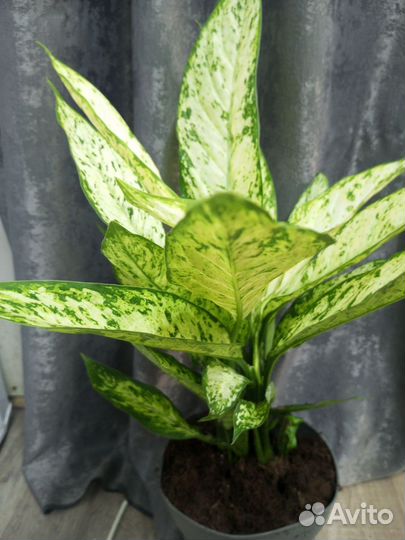 Диффенбахия Везувий