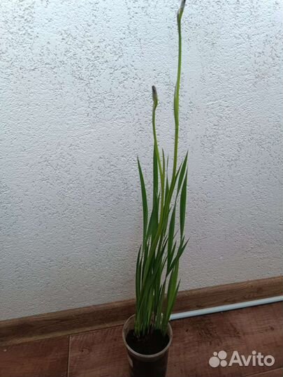 Ирис сибирский