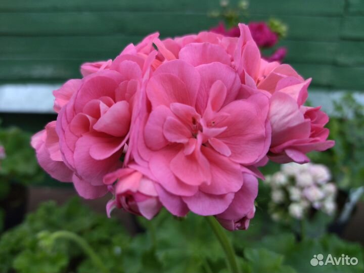 Пеларгония