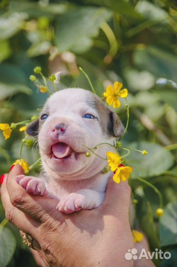 Щенки Амстаффа