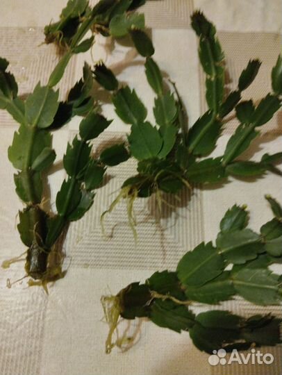 Декабрист шлюмбергера