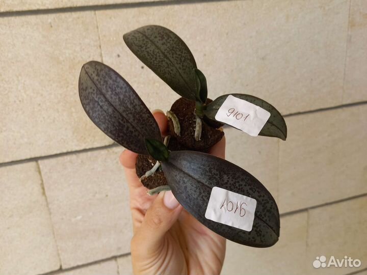 Орхидея арома фабрика новая 9101