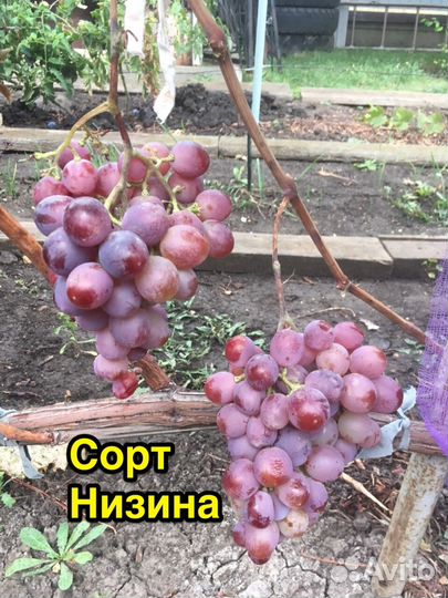 Саженцы и чубуки столовых сортов винограда