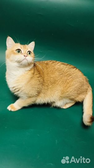 Пушистые друзья