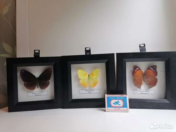 Бабочки в рамках