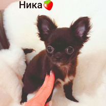 Клубничка Ника