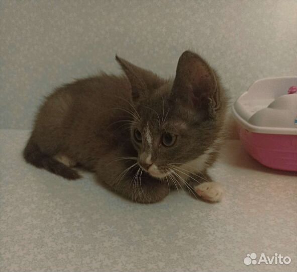 Маленький серый котенок мальчик