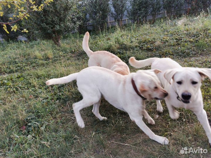 Передержка собак /опыт 12 лет, видеонаблюдение