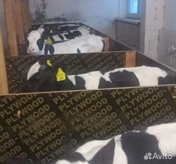 Бычки и телята