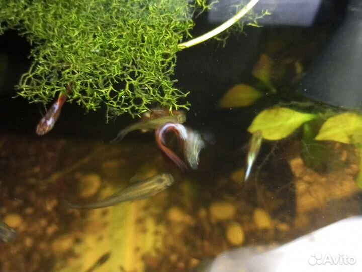 Гуппи, золотые рыбки