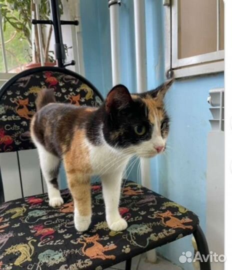 Кошка мышеловка. Бесплатно молодая