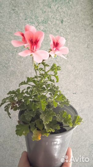 Пеларгония герань ангел