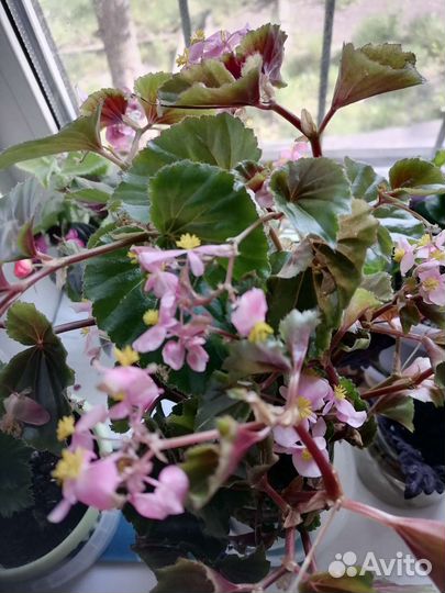 Бегония вечноцветущая