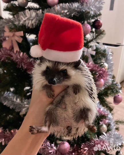 Аксессуары для африканского ежа