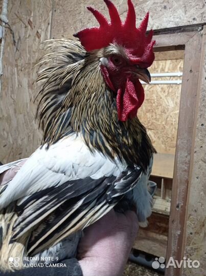 Петух деревенский