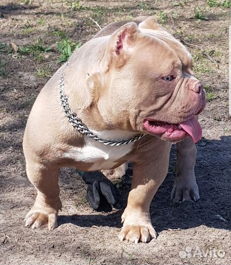 Продаю Экзот