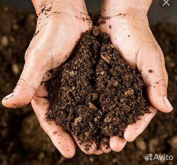 Перегной домашний