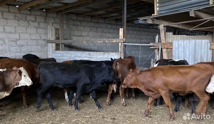 Продаются телки