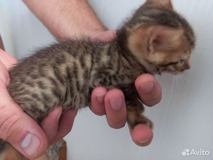 Бенгальские котята