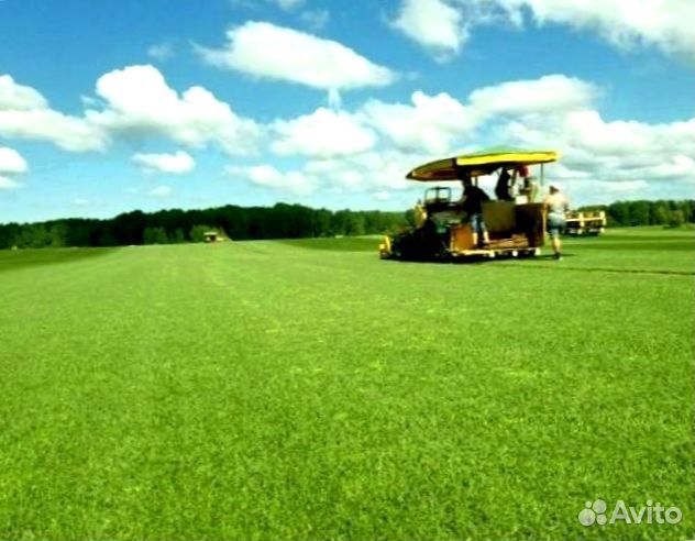 Рулонный газон от производителя