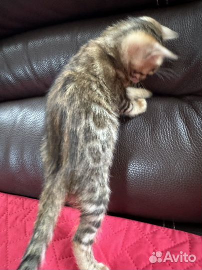 Бенгальские котята