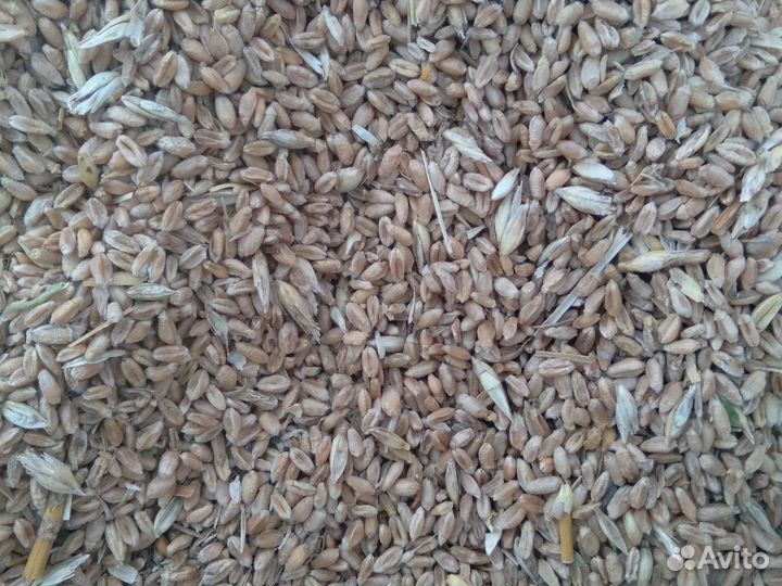 Зерноотходы, пшеница, ячмень