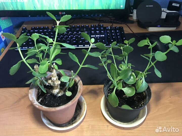 Растения комнатные