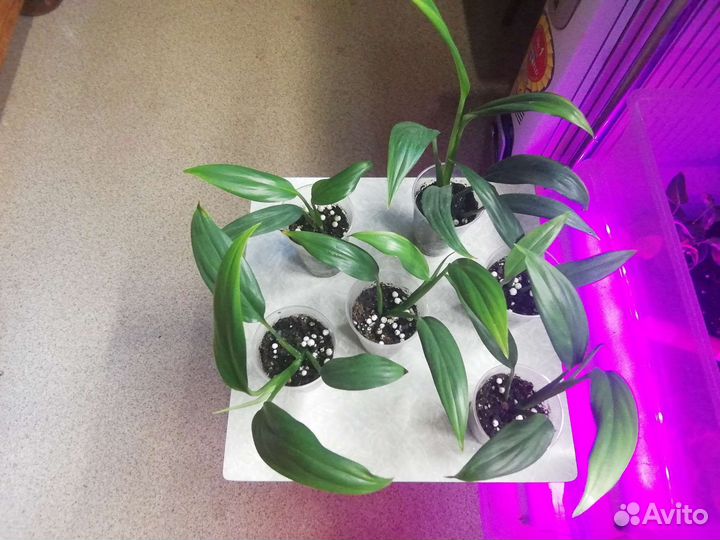 Эпипремнум Марбл Планет, Треби Экзота, Сильвер стр