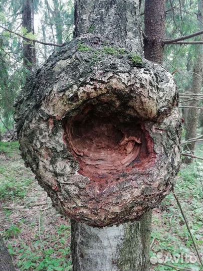 Кап сувель березовый