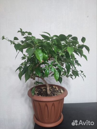 Бугенвиллия Александра