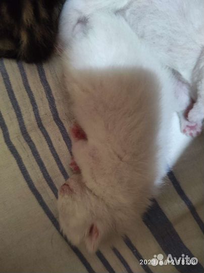 Британские котята