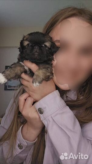 Щенки пекинеса