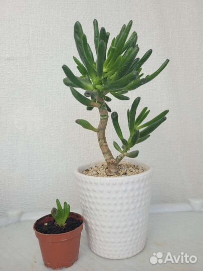 Толстянка, крассула коралл, денежное дерево