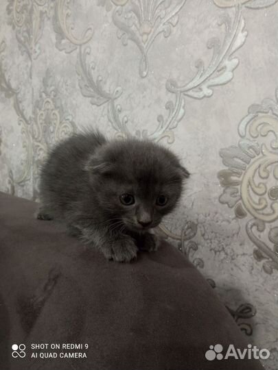 Кошка